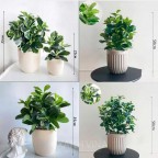 chậu cây cẩm thạch giả để bàn